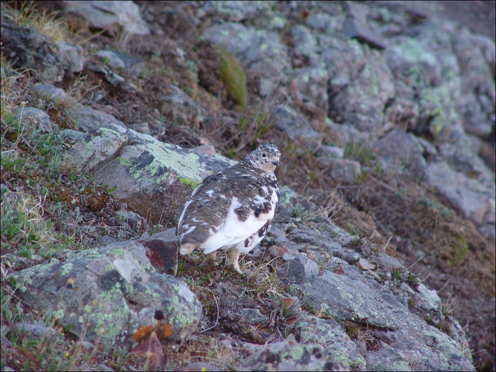 Ptarmigan